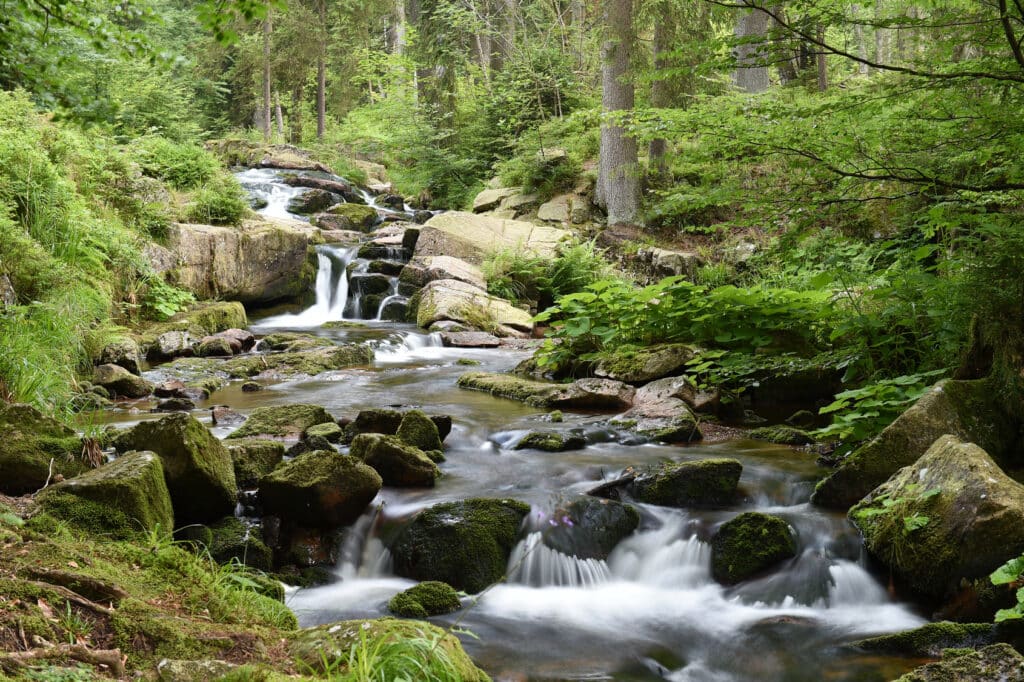 Waldbach im Harz